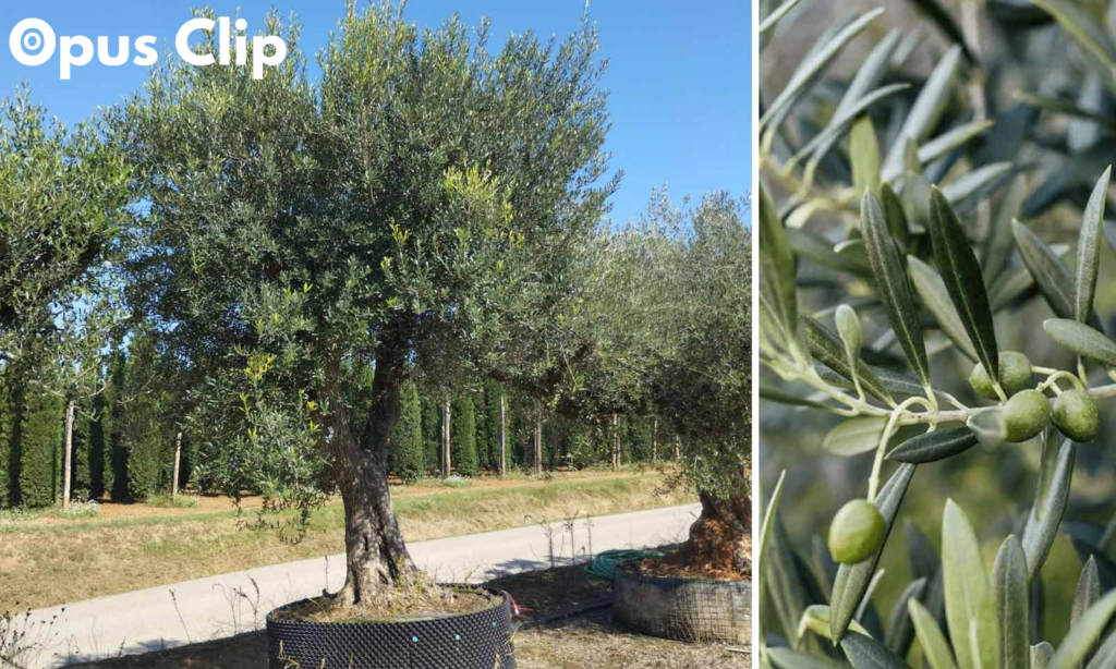 The Olive Tree